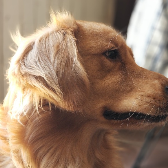 Meet your Posher, Victor - Picture 1 of 1